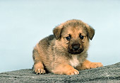 PUP 15 RK0089 03
German Shepherd Puppy Laying On Rock Light Blue Background