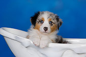 PUP 15 RK0092 01
Head Shot Of Australian Shepherd Laying In Bathtub