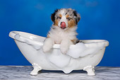 PUP 15 RK0093 01
Head Shot Of Australian Shepherd Laying In Bathtub