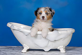 PUP 15 RK0094 01
Head Shot Of Australian Shepherd Laying In Bathtub