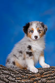 PUP 15 RK0095 01
Australian Shepherd Puppy Sitting On Log Studio