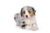 PUP 15 RK0096 01
Australian Shepherd Puppy Laying On White Seamless Studio