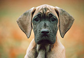 PUP 16 AB0002 01
Head Shot Of Great Dane Puppy In Autumn