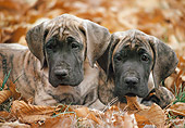 PUP 16 AB0003 01
Two Great Dane Puppies Laying In Fallen Leaves