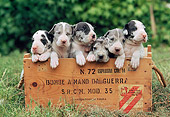 PUP 16 AB0004 01
Six Great Dane Puppies Sitting In Wooden Box On Grass
