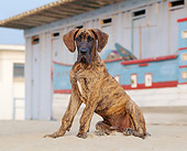 PUP 16 CB0001 01
Great Dane Puppy Sitting In Sand On Beach