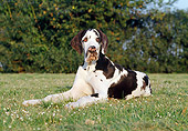 PUP 16 CB0002 01
Great Dane Puppy Laying On Grass