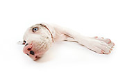 PUP 16 JE0001 01
Great Dane Puppy Laying On White Seamless
