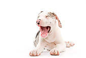 PUP 16 JE0002 01
Great Dane Puppy Laying On White Seamless Yawning