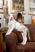PUP 16 JE0004 01
Great Dane Puppy Standing On Brown Couch