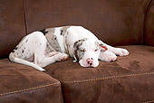 PUP 16 JE0005 01
Great Dane Puppy Sleeping On Brown Couch