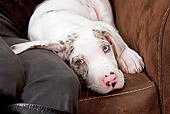 PUP 16 JE0006 01
Great Dane Puppy Laying On Brown Couch