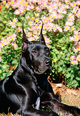 PUP 16 CE0001 01
Shoulder Shot Of Great Dane Puppy Laying On Grass By Pink Flowers