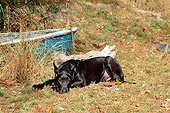 PUP 16 CE0004 01
Great Dane Puppy Laying On Grass By Old Rowboat