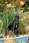 PUP 16 CE0005 01
Great Dane Puppy Standing In Old Rowboat By Tall Grass