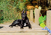 PUP 16 CE0006 01
Great Dane Puppy Laying On Deck By Tall Grass