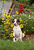 PUP 16 CE0009 01
Great Dane Puppy Sitting On Grass By Flowers And Wheelbarrow