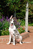 PUP 16 CE0010 01
Blue Merle Great Dane Puppy Sitting On Brick Patio By Flowers