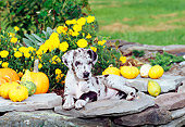 PUP 16 CE0012 01
Blue Merle Great Dane Puppy Laying On Stone Wall By Gourds And Yellow Flowers