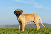 PUP 16 KH0001 01
Fawn Great Dane Puppy Standing In Field