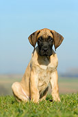 PUP 16 KH0002 01
Fawn Great Dane Puppy Sitting In Field