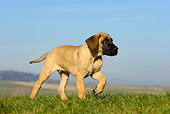 PUP 16 KH0003 01
Fawn Great Dane Puppy Walking In Field
