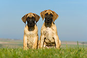 PUP 16 KH0004 01
Two Great Dane Puppies Sitting In Field