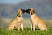 PUP 16 KH0005 01
Two Great Dane Puppies Kissing In Field