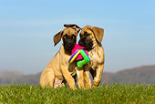 PUP 16 KH0006 01
Two Great Dane Puppies Playing With Toy In Field