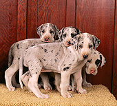 PUP 16 RK0002 01
Harlequin Great Dane Puppies Against Wooden Wall