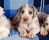 PUP 16 RK0008 01
Close Up Head Shot Of Harlequin Great Dane Puppy Laying On Blue Plaid Blanket