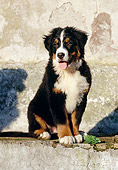 PUP 17 CB0001 01
Bernese Mountain Dog Puppy Sitting By Cement Wall