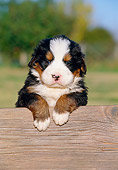 PUP 17 CB0002 01
Bernese Mountain Dog Puppy Leaning On Wooden Bench