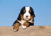 PUP 17 CB0003 01
Bernese Mountain Dog Puppy Leaning On Wooden Bench