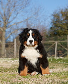 PUP 17 CB0006 01
Bernese Mountain Dog Puppy Sitting On Grass