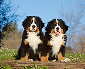 PUP 17 CB0008 01
Two Bernese Mountain Dog Puppies Sitting On Grass