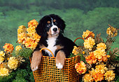 PUP 17 FA0002 01
Bernese Mountain Dog Puppy Sitting In Basket By Orange Flowers