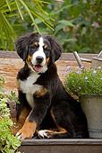 PUP 17 JE0003 01
Bernese Mountain Dog Puppy Sitting On Bench With Planter Box With Purple Daisies