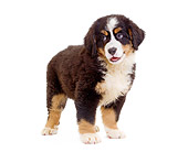 PUP 17 JE0004 01
Bernese Mountain Dog Puppy Standing On White Seamless