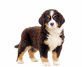 PUP 17 JE0005 01
Bernese Mountain Dog Puppy Standing On White Seamless