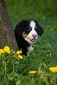 PUP 17 KH0001 01
Bernese Mountain Dog Puppy Sitting In Grass Behind Tree Trunk