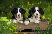 PUP 17 KH0003 01
Bernese Mountain Dog Puppies Sitting In Wooden Crate
