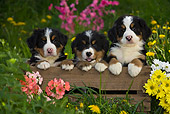 PUP 17 KH0004 01
Bernese Mountain Dog Puppies Sitting In Wooden Crate