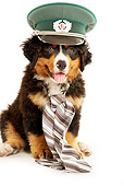 PUP 17 MQ0001 01
Humorous Bernese Mountain Dog Puppy Wearing Hat And Necktie On White Background