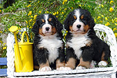 PUP 17 SJ0003 01
Bernese Mountain Dog Puppies Sitting On White Bench In Garden