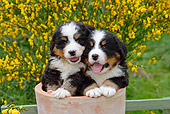 PUP 17 SJ0004 01
Bernese Mountain Dog Puppies Sitting In Flower Pot In Garden