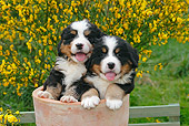 PUP 17 SJ0005 01
Bernese Mountain Dog Puppies Sitting In Flower Pot In Garden