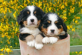 PUP 17 SJ0006 01
Bernese Mountain Dog Puppies Sitting In Flower Pot In Garden