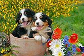PUP 17 SJ0007 01
Bernese Mountain Dog Puppies Sitting In Flower Pot In Garden