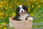 PUP 17 SJ0008 01
Bernese Mountain Dog Puppy Sitting In Flower Pot In Garden